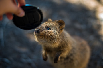 Quokka