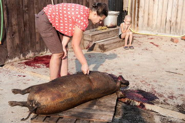 ASF. African swine fever. In the summer in the largest agricultural area of the south of Russia, quarantine was declared. The peasants were asked to destroy the pigs in their farms for two days.