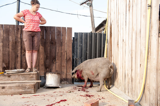 ASF. African swine fever. In the summer in the largest agricultural area of the south of Russia, quarantine was declared. The peasants were asked to destroy the pigs in their farms for two days.