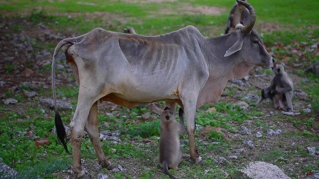 Cow and monkey