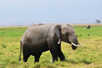 Fototapeta na wymiar Elephant in the green swamp. Amboseli, Kenya