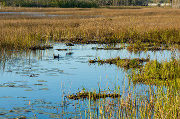 swamp birds in the marsh