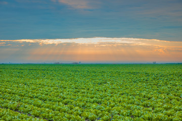 Lettuce field at dramatic sunset