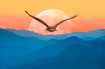 Fototapeta premium Red-tailed Hawk 