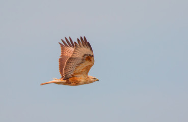 Red-tailed Hawk 