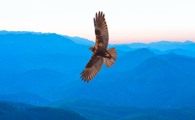 Fototapeta na wymiar Red-tailed Hawk 