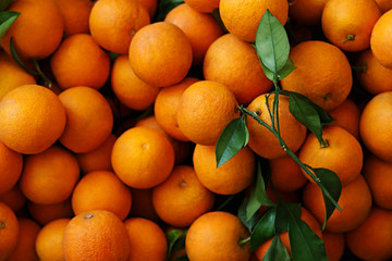 A lot of ripe oranges with green leaves