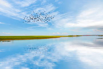 Fototapeta premium Birds silhouettes flying above the lake