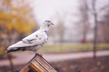 pigeon on the roof of the trough