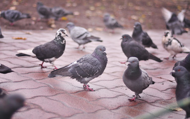 city pigeons after rain