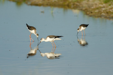 Black-winged Stilt