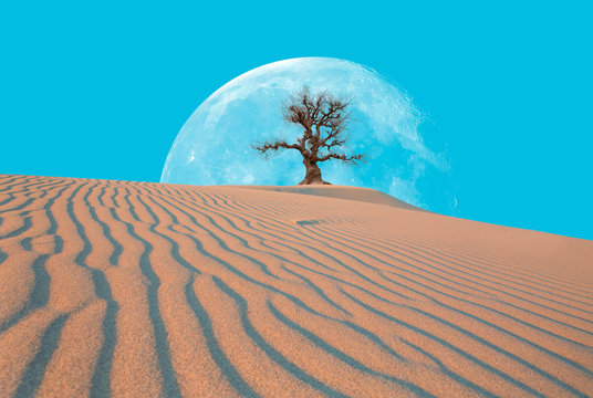 Global warming concept. Lone dead tree against white moon  "Elements of this image furnished by NASA "