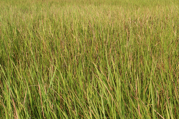 green grass background