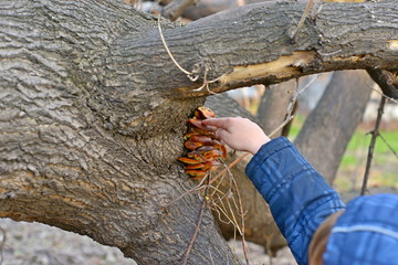 A close up of the edible mushrooms (Pleurotus citrinopileatus) on tree.