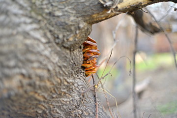 A close up of the edible mushrooms (Pleurotus citrinopileatus) on tree.