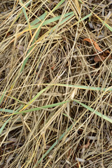 dry grass straw