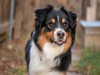 australian shepherd