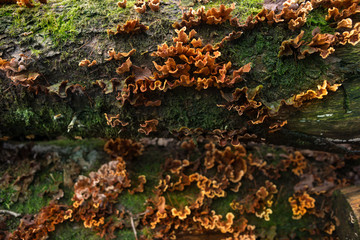 Orange Trametes Fungus Detail on a Dead Tree Trunk