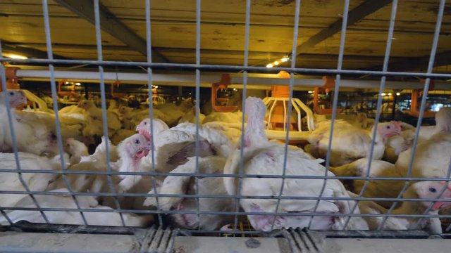 A shot moving along one level of cages showing broilers inside it. 