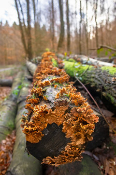 Orange Trametes Fungus Detail on a Dead Tree Trunk