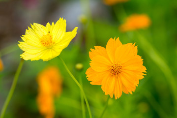 cosmos flowers