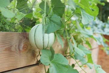 Round melon plant