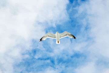 sea gull soars in blue sky with white clouds