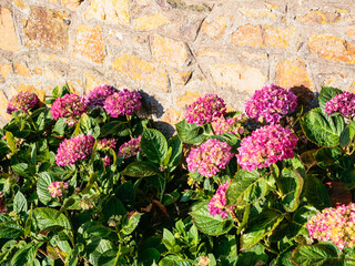raditional pink hydrangea flowers near house wall