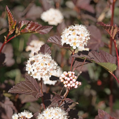 Dunkelrote Blasenspiere, Physocarpus opulifolius