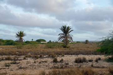 Tropical palm trees growing amongst the sand, arid environment of Boa Vista, Cape Verde 