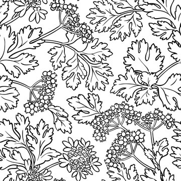 coriander seamless pattern