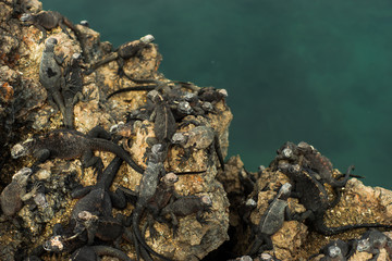 Iguanas en Las Tintoreras, Isla Isabela Galápagos