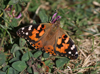 An American Lady (Vanessa virginiensis) feeding on clover.  Shot in Wheatley Provincial Park, located in Ontario, Canada..