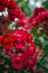 Red Roses in a garden.