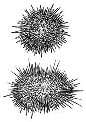 Sea urchin illustration, drawing, engraving, ink, line art, vector