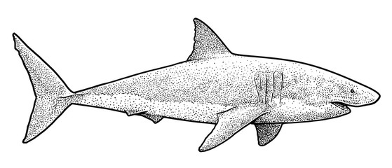 Great white shark illustration, drawing, engraving, ink, line art, 

vector