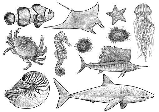 Marine animals collection illustration, drawing, engraving, ink, line 

art, vector