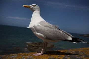 portrait of a seagull standing in front of the sea