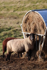 Sheep grazing at feeder farmland 