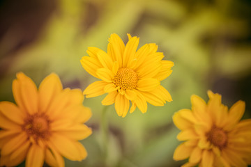 Yellow summer flowers of Heliopsis on a green background, close up