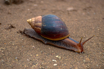 African Land Snail