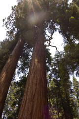 Fototapeta premium Yosemite Under the Canopy