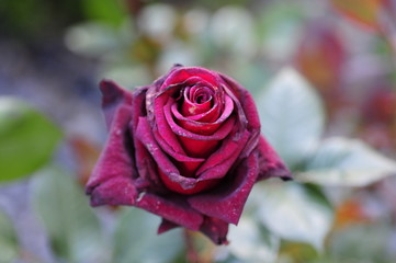 rosa rossa