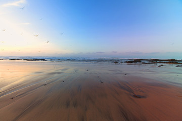 Panorama ocean beach at sunset with silhouettes of seagulls. sunset with birds at casablanca morocco,