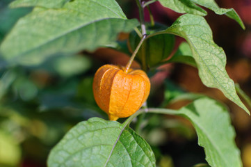 Physalis peruviana in the garden