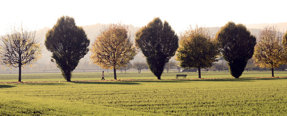 Sepia photo or trees range