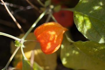 Physalis peruviana in the garden