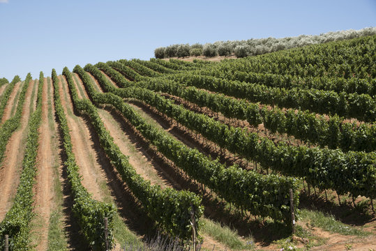 Stellenbosch Western Cape South Africa. December 2017. Rows of vines growing on the lower slopes of the Simonsberg mountain.