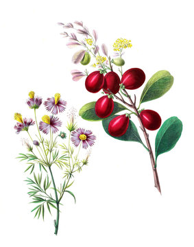 The Botanical theme.
