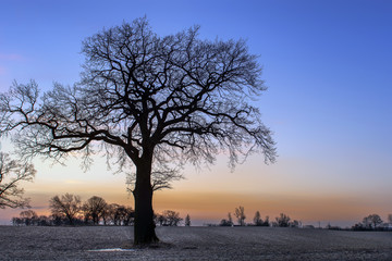 The silouette of a tree without leaves in the twilight and in front of a scenic background....